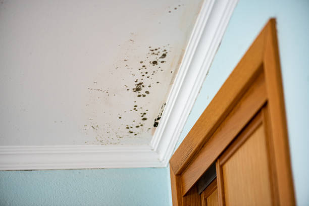 Best Post-Flood Mold Remediation in Laguna Beach, FL