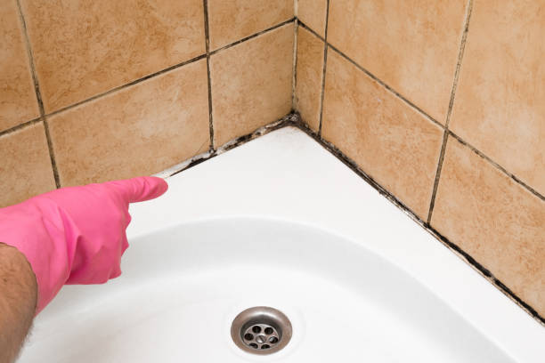 Best DIY Mold Remediation Support Services in Laguna Beach, FL